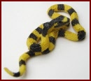 A098 Banded Krait Snake