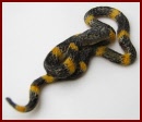 A099 Mangrove Snake