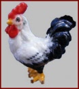 HAK605 Black and White Rooster